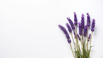 Cluster of lavender stems rising vertically from bottom frame. photo
