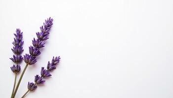 Isolated dried lavender bouquet laid in top-down composition. photo