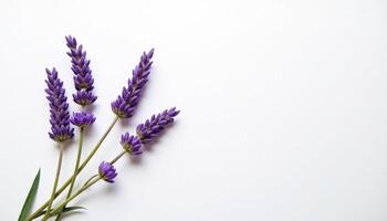 Fresh lavender sprigs with short stems and gentle bloom. photo