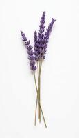 Dried lavender flowers arranged in a simple flat lay composition. photo