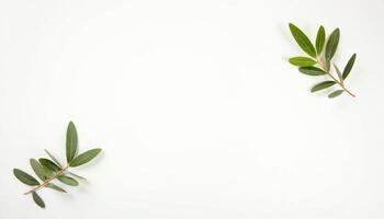 Olive branch on white background with copy space photo
