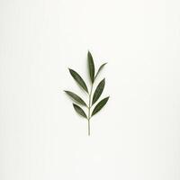 A single olive leaf on a white background photo
