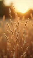 A field of grass at sunset with the sun in the background photo