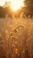 A field of wheat with the sun setting behind it photo