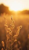 A field with grass and sun setting in the background photo
