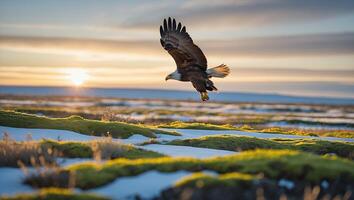 Eagle Flying Over Snowy Marshland During Scenic Sunrise or Sunset photo