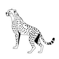King of the Savannah Cheetah line art drawing of lion Laugh ink sketch hand drawn illustration background vector