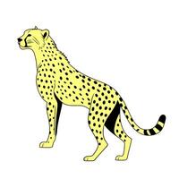Cheetah walking alertly on a clean white background. vector