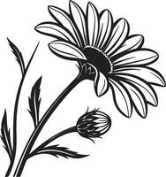Elegant Black and White Daisy Flower with Bud, Blooming in Graceful Simplicity Against a White Background vector