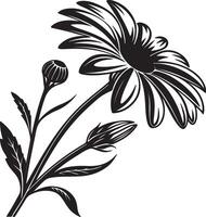 Elegant Black and White Daisy Flower with Buds, Blooming Gracefully in Simple Artistic Style, Isolated on White Background vector