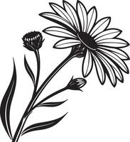 Elegant Black and White Daisy Flower with Buds, Blooming Gracefully in a Serene Garden Setting vector