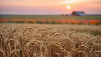 Wheat Field at Dusk with Red Barn and Colorful Flowers photo