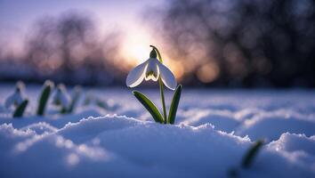 Snowdrop Flower Growing in Snow at Sunset with Blurred Background photo