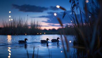 Ducks Swim in Calm Lake at Dusk with Reeds and Sky photo