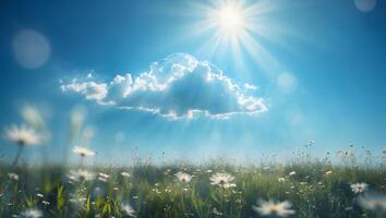 Daisy Field with Sun Shining Through Cloud and Bright Blue Sky photo