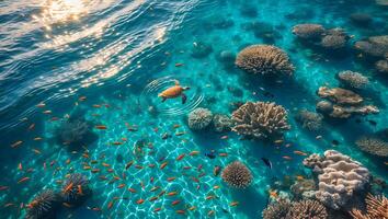 Turtle Swimming in Clear Ocean Water Near Coral Reef and Fish photo