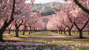 Blooming Cherry Trees in Orchard with Petals Falling on Ground photo