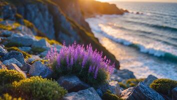 Purple Coastal Flowers on Rocky Cliff Overlooking Ocean at Sunset photo