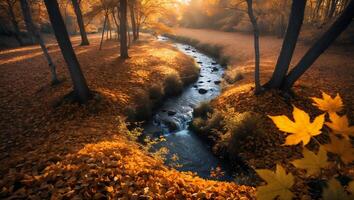 Creek Flowing Through Autumn Forest with Golden Leaves and Sunlight photo