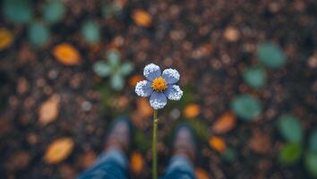 Standing Above Frosted Flower on Woodland Floor During Autumn Season photo