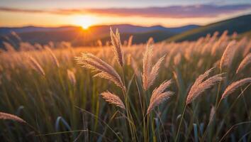 Grass Field at Sunset with Warm Golden Light and Mountain Backdrop photo