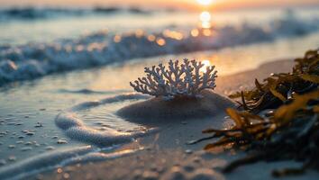 Coral on Beach at Sunset with Seaweed and Gentle Ocean Waves photo