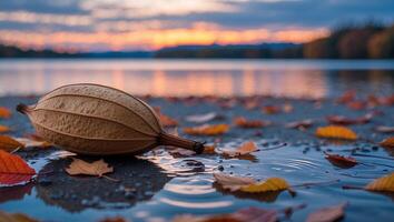 Seed Pod Resting by Calm Lake at Sunset Surrounded by Leaves photo