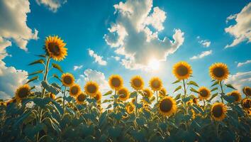 Sunflower Field Blooms Under a Bright Sky with Clouds and Sunlight photo