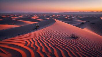 Sand Dunes Landscape with Cactus and Warm Sunset Light photo