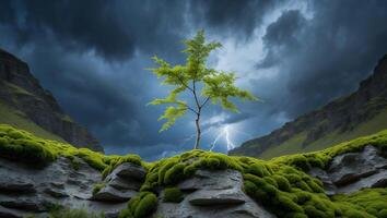 Lonely Tree Surviving a Lightning Storm in a Grassy Mountain Landscape photo