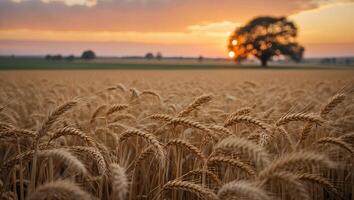 Wheat Field at Sunset with Golden Light Filtering Through Distant Tree photo