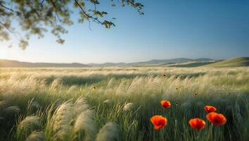 Poppy Meadow Landscape with Grass and Rolling Hills Under Clear Sky photo