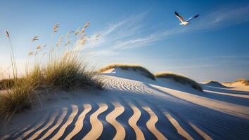 Seagull Flying Over Scenic Sand Dunes Landscape with Grass photo