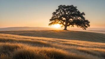 Solitary Tree Stands on Golden Hillside at Sunrise with Warm Light photo