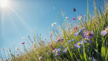 Wildflower Meadow with Butterfly Under Sunny Sky in Summer photo