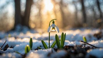 Snowdrop Flower Blooming in Winter Forest with Golden Sunlight photo