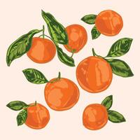 Hand-Drawn Tangerine Fruit Set with Leaves - Colorful Citrus Illustration vector