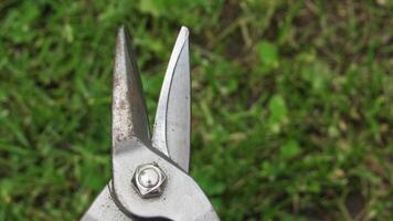 Garden shears close-up on lush green grass during sunny afternoon photo