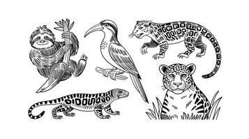 Hand-drawn illustration of animals in jungle like sloth and jaguar vector
