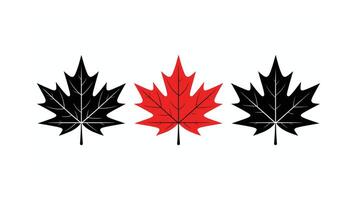 Three Stylized Maple Leaves Two Black, One Red, on White Background vector