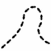 illustration of a termite colony walking in a neat line. On a white background. vector