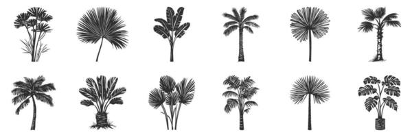 Silhouette Of Various Palm Trees And Tropical Plants. Exotic Foliage Collection For Design Projects. Isolated Illustration Collection vector