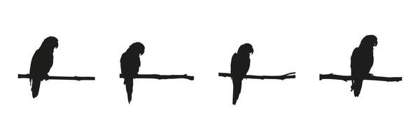 Parrot Silhouettes On Branches Set. Bird Observation And Wildlife Symbol Collection. Ornithology And Nature Study Use. Isolated Illustration vector