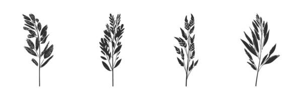 Silhouette Of Various Grass And Plant Stems. Nature And Botanical Elements Isolated Illustration Collection vector