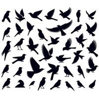 Bird Silhouettes Collection Set for Nature Design and Art Projects vector