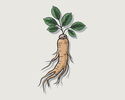 Hand Drawn Ginseng Root with Green Leaves for Herbal and Medicinal Use vector