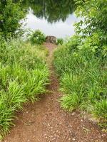 A winding dirt path winds through serene nature, leading to a tranquil body of water framed by lush greenery, vibrant grass, and diverse vegetation enriching the landscape photo