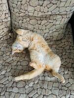 A beautiful cat is comfortably and lazily laying on its back on a soft and cozy chair, enjoying a peaceful moment of rest and relaxation, completely at ease in its peaceful surroundings photo