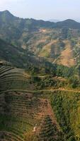 Aerial view of coffee plantations on terraced mountain slopes in Ha Giang, Vietnam. Scenic view of highland farming surrounded by forest and remote countryside. video