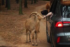 A goat is standing next to a car photo